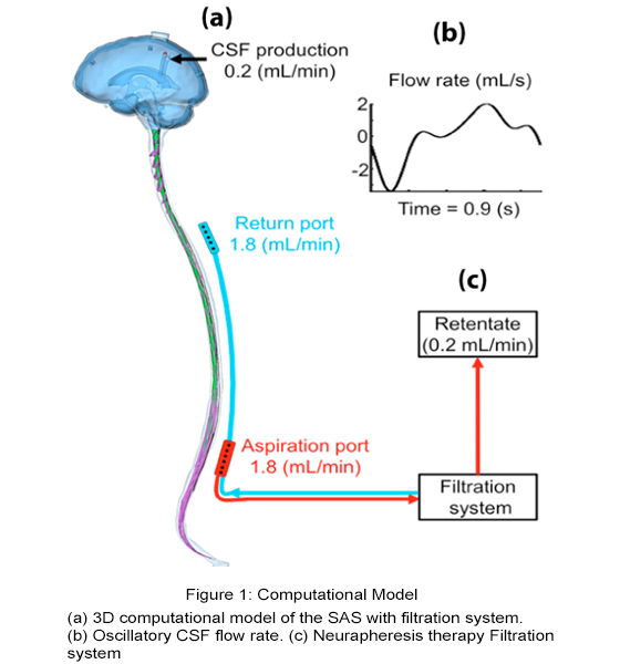 Impact of Cerebrospinal Fluid Filtration on Subarachnoid